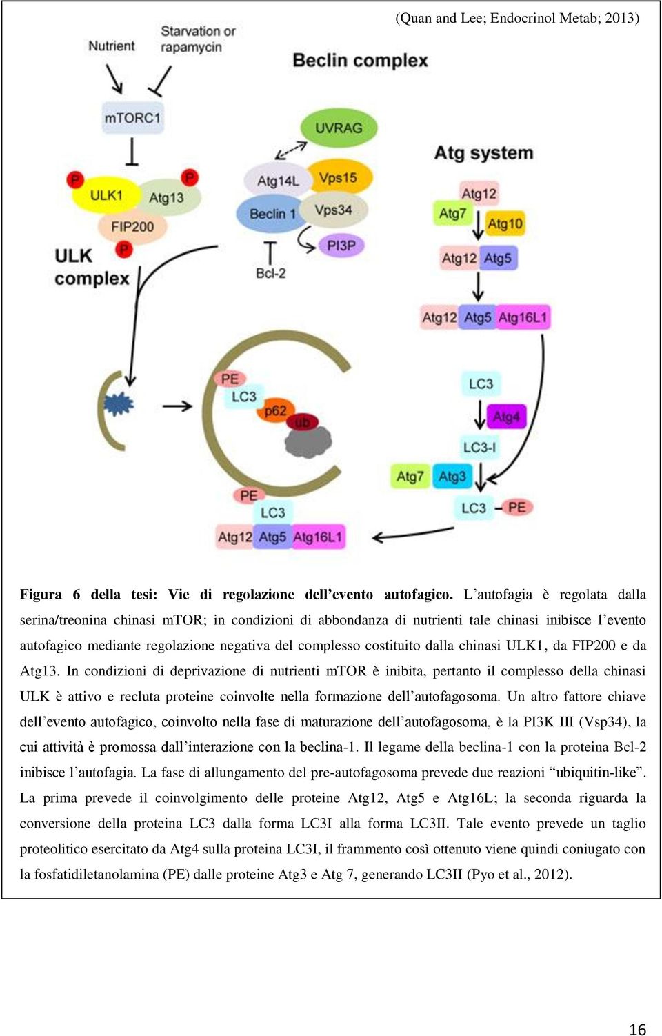 dalla chinasi ULK1, da FIP200 e da Atg13.