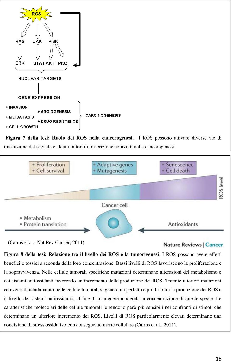 Bassi livelli di ROS favoriscono la proliferazione e la sopravvivenza.