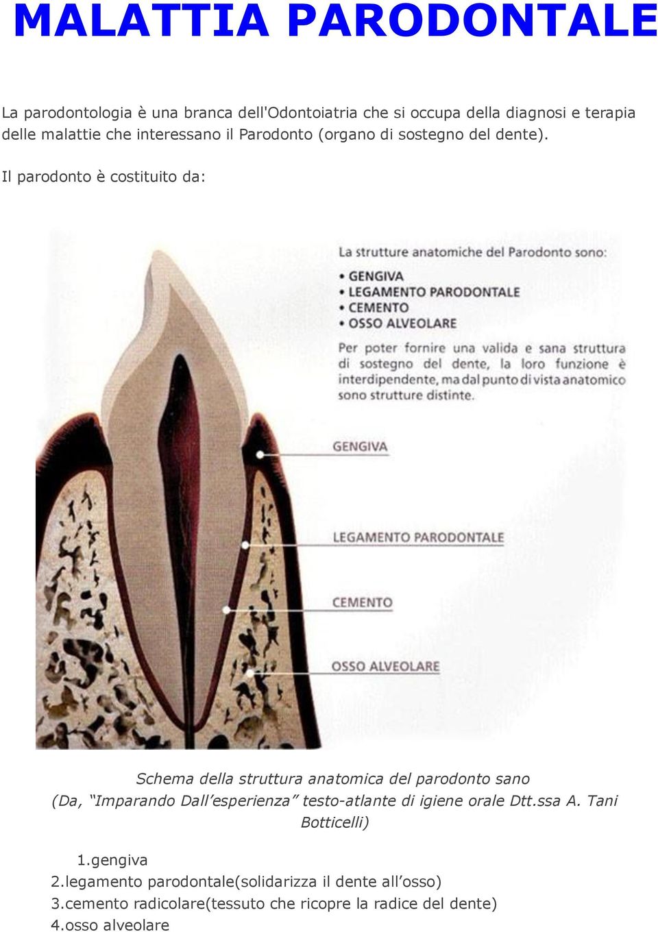Il parodonto è costituito da: Schema della struttura anatomica del parodonto sano (Da, Imparando Dall esperienza