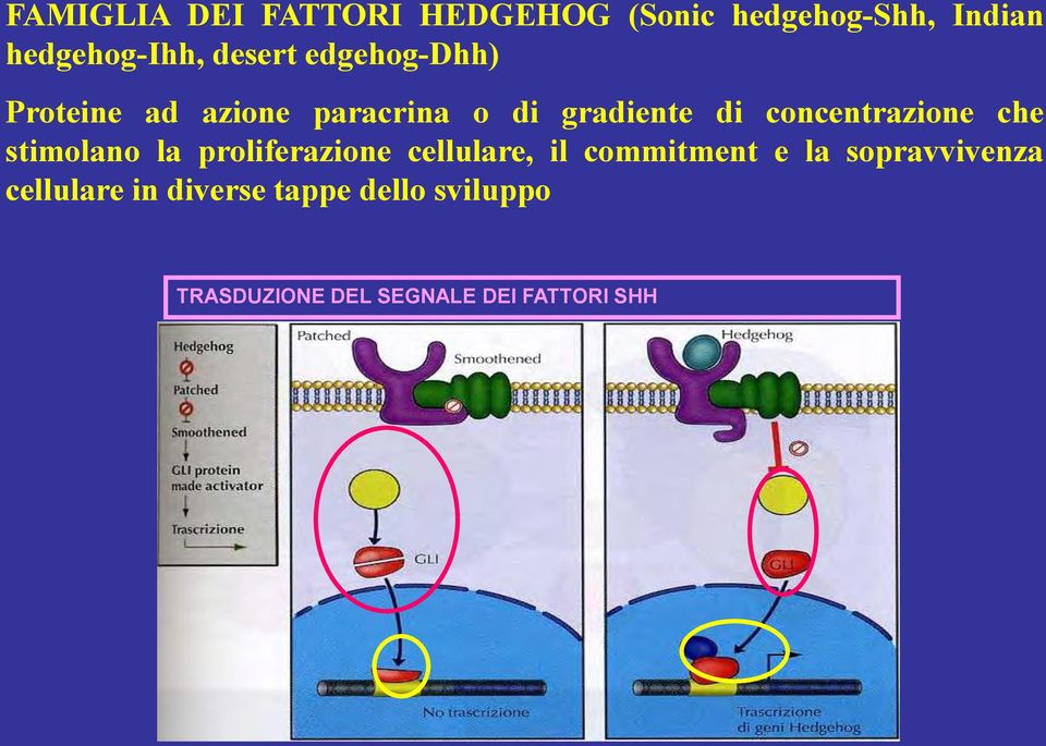 concentrazione che stimolano la proliferazione cellulare, il commitment e la