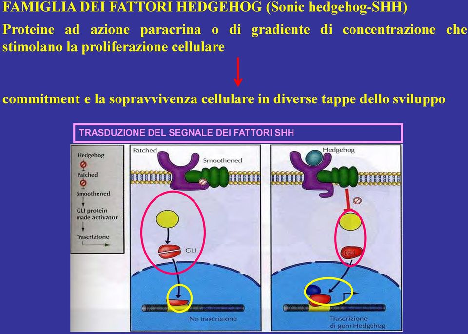 proliferazione cellulare commitment e la sopravvivenza cellulare