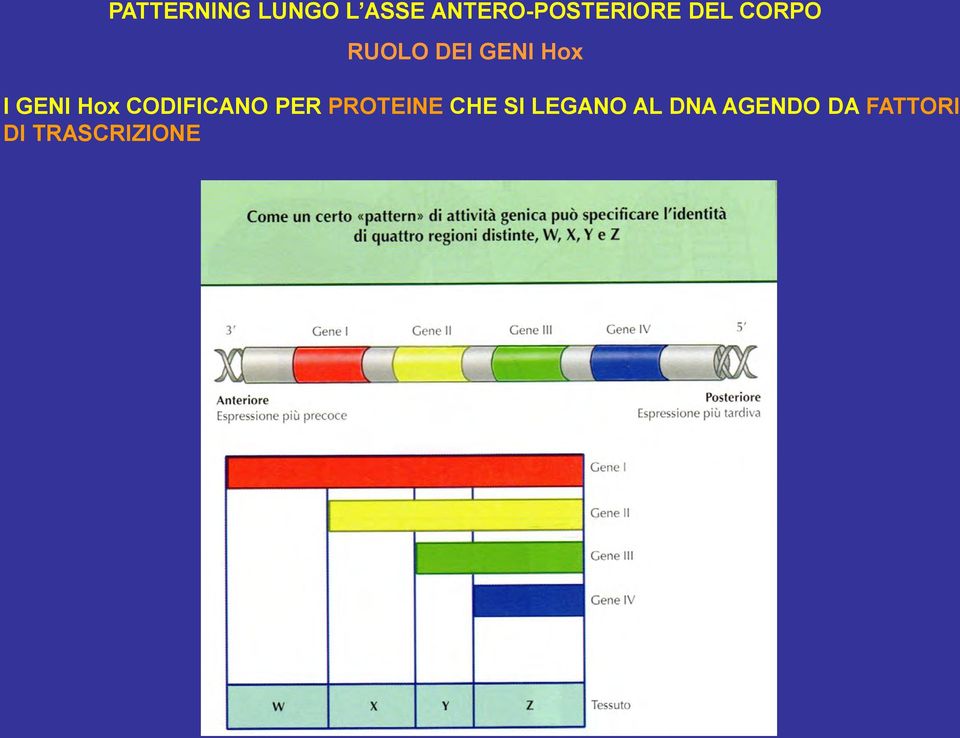 GENI Hox I GENI Hox CODIFICANO PER