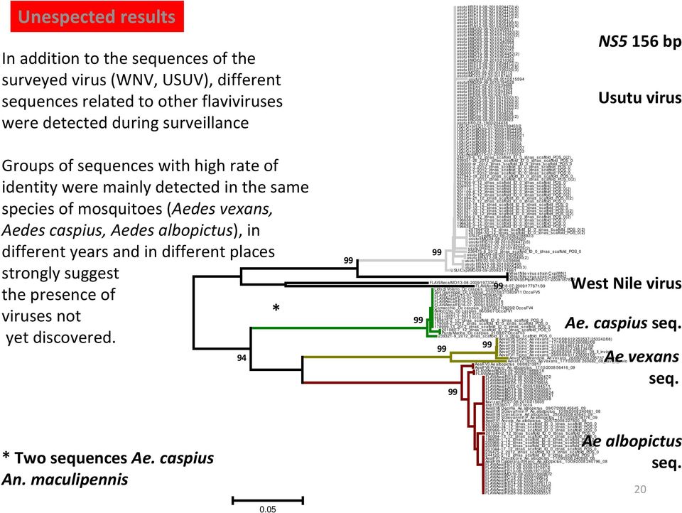 viruses not * yet discovered. * Two sequences Ae. caspius An.