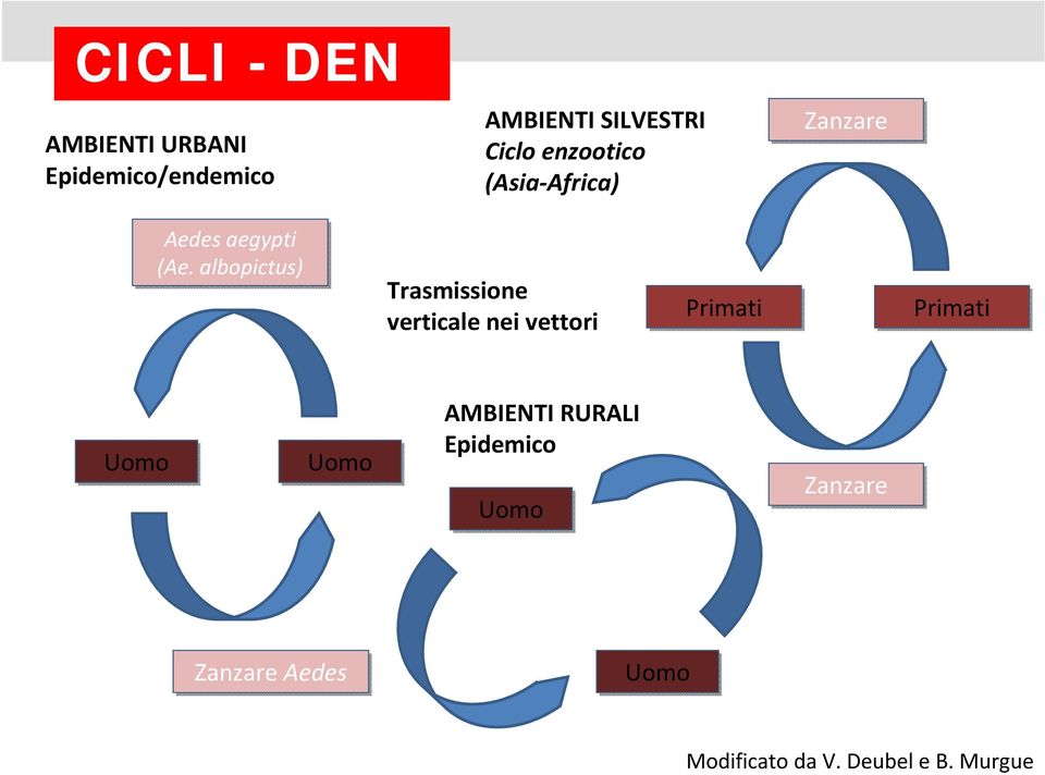 albopictus) Trasmissione verticale nei vettori Primati Primati Uomo Uomo