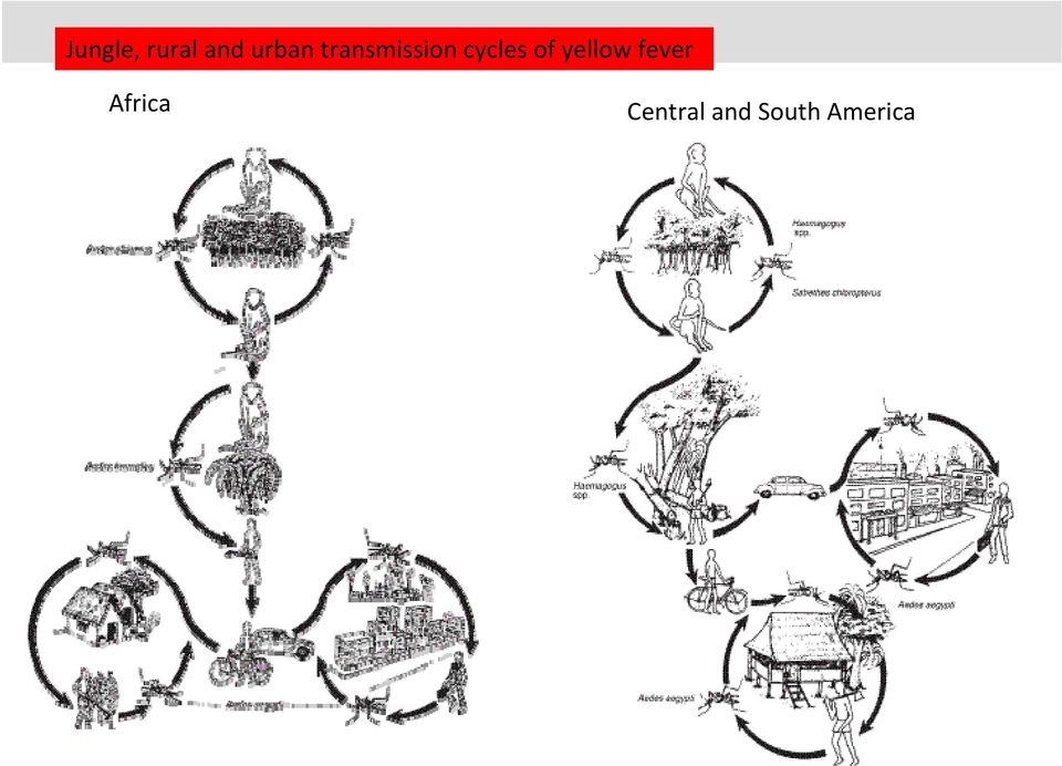 cycles of yellow fever