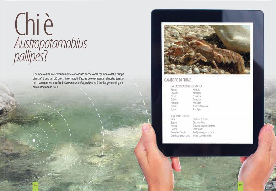 Il suo nome scientifico è Austropotamobius pallipes ed è l unico genere di gambero autoctono in Italia.