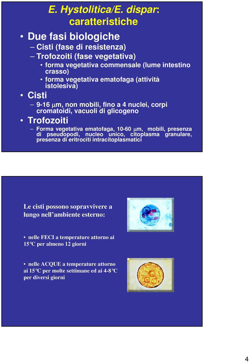 ematofaga (attività istolesiva) Cisti 9-16 μm, non mobili, fino a 4 nuclei, corpi cromatoidi, vacuoli di glicogeno Trofozoiti Forma vegetativa ematofaga, 10-60 μm,