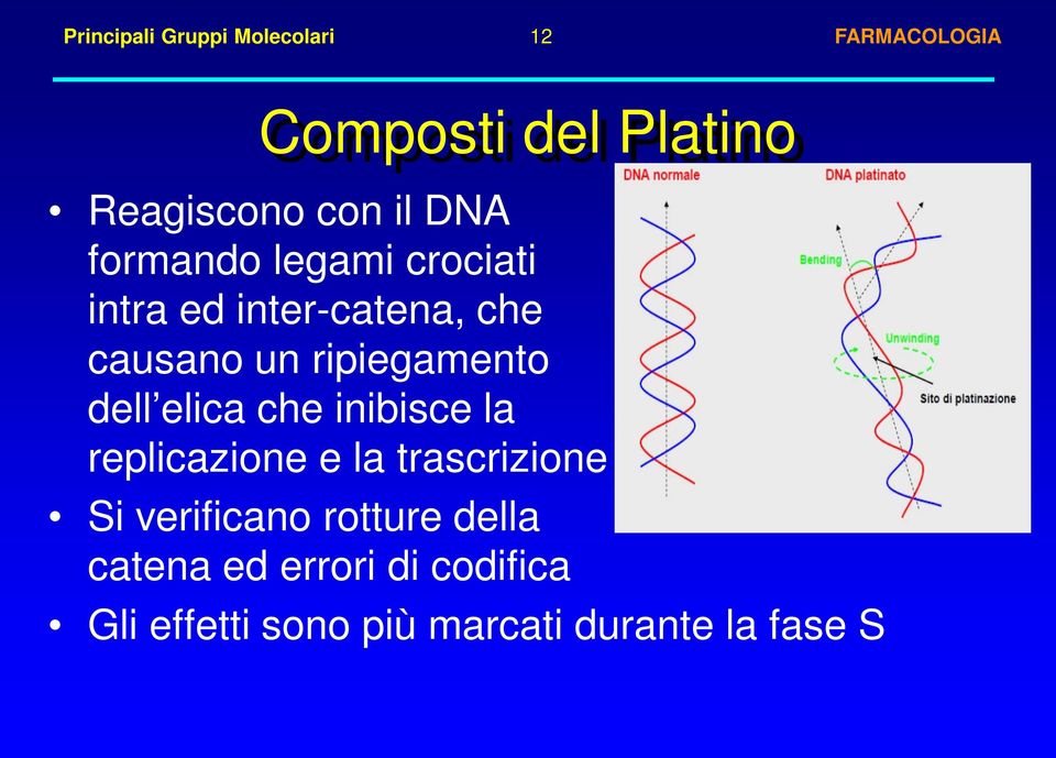 dell elica che inibisce la replicazione e la trascrizione del DNA Si verificano