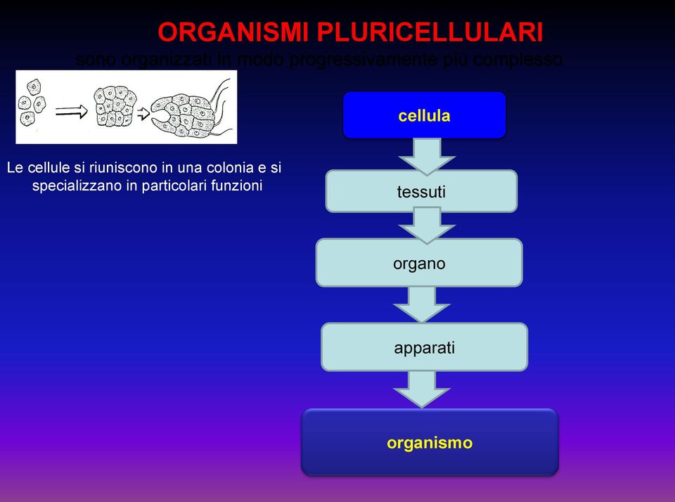 si riuniscono in una colonia e si specializzano in