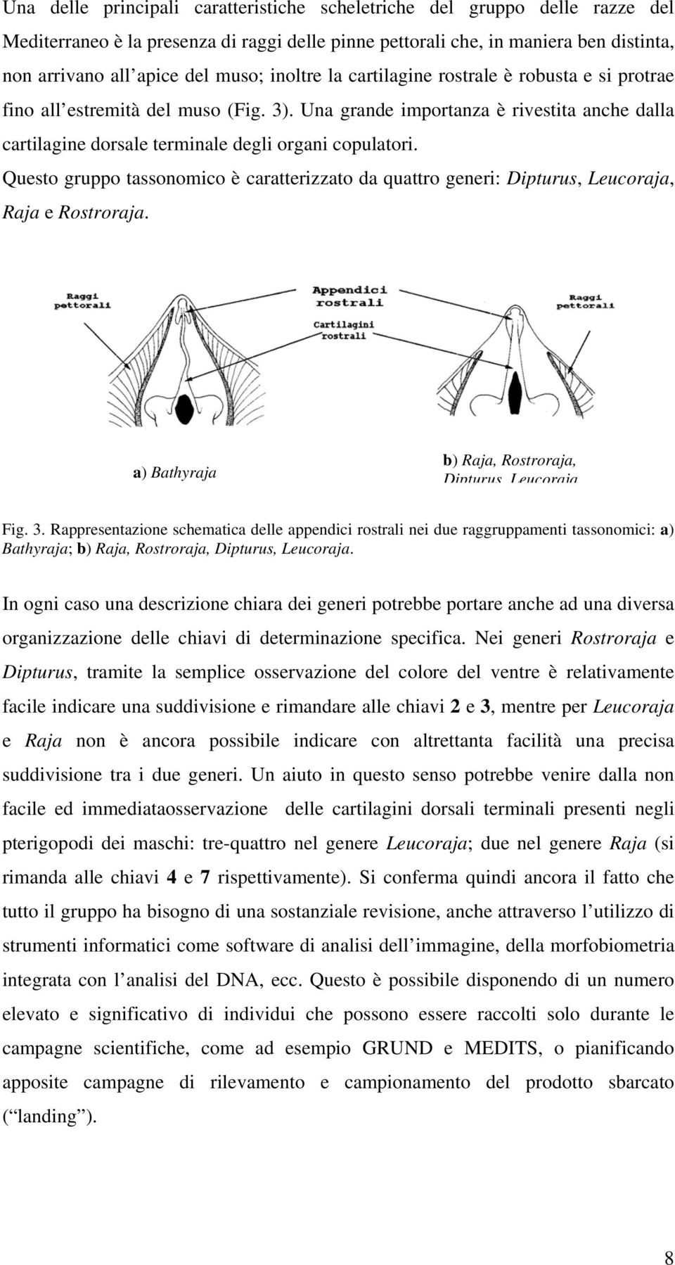 Questo gruppo tassonomico è caratterizzato da quattro generi: Dipturus, Leucoraja, Raja e Rostroraja. a) Bathyraja b) Raja, Rostroraja, Dipturus Leucoraja Fig. 3.