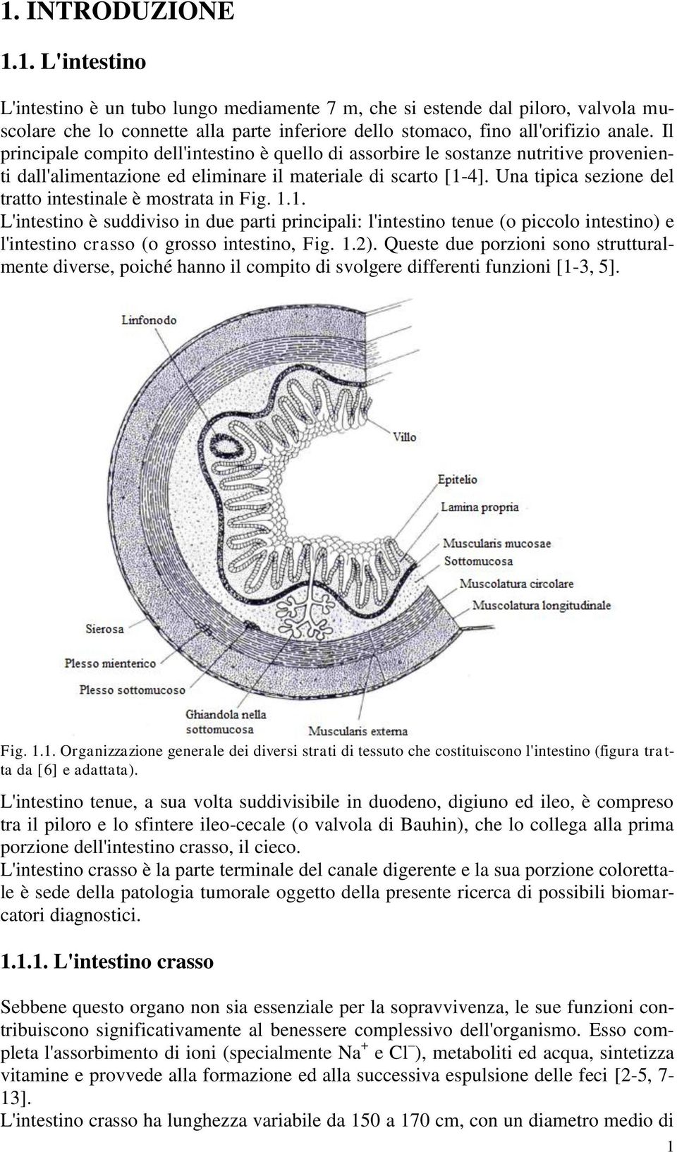 Una tipica sezione del tratto intestinale è mostrata in Fig. 1.1. L'intestino è suddiviso in due parti principali: l'intestino tenue (o piccolo intestino) e l'intestino crasso (o grosso intestino, Fig.