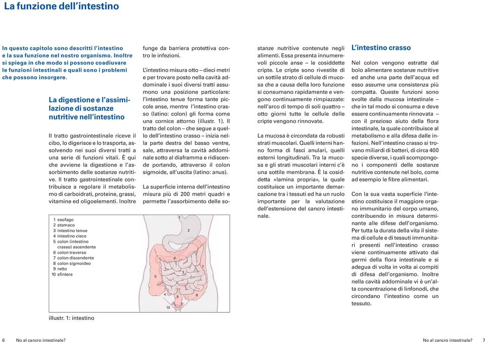 La digestione e l assimilazione di sostanze nutritive nell intestino Il tratto gastrointestinale riceve il cibo, lo digerisce e lo trasporta, assolvendo nei suoi diversi tratti a una serie di