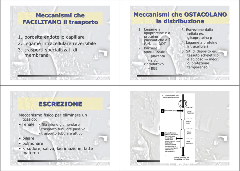 barriere specializzate - placenta - sist. riproduttivo - BEE 3. Escrezione dalla cellula es. glicoproteina p 4. Legame a proteine intracellulari 5. Siti di deposito es.