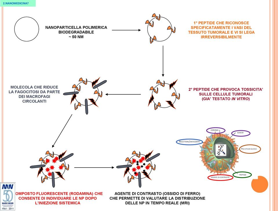 TOSSICITA SULLE CELLULE TUMORALI (GIA TESTATO IN VITRO) COMPOSTO FLUORESCENTE (RODAMINA) CHE CONSENTE DI INDIVIDUARE LE NP