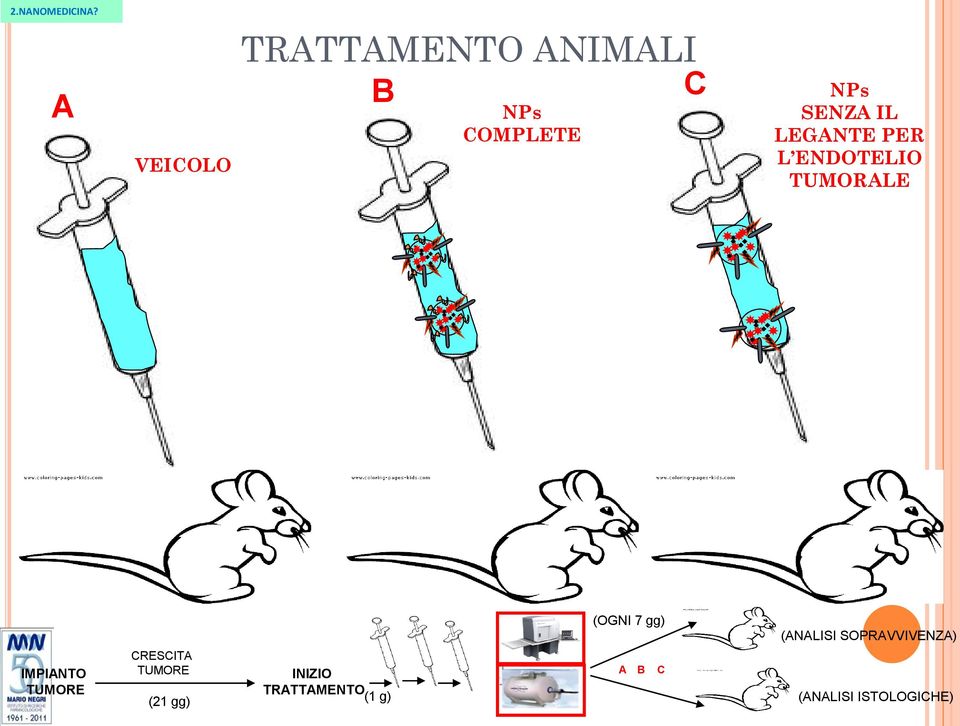 TUMORE CRESCITA TUMORE (21 gg) INIZIO TRATTAMENTO (1 g)