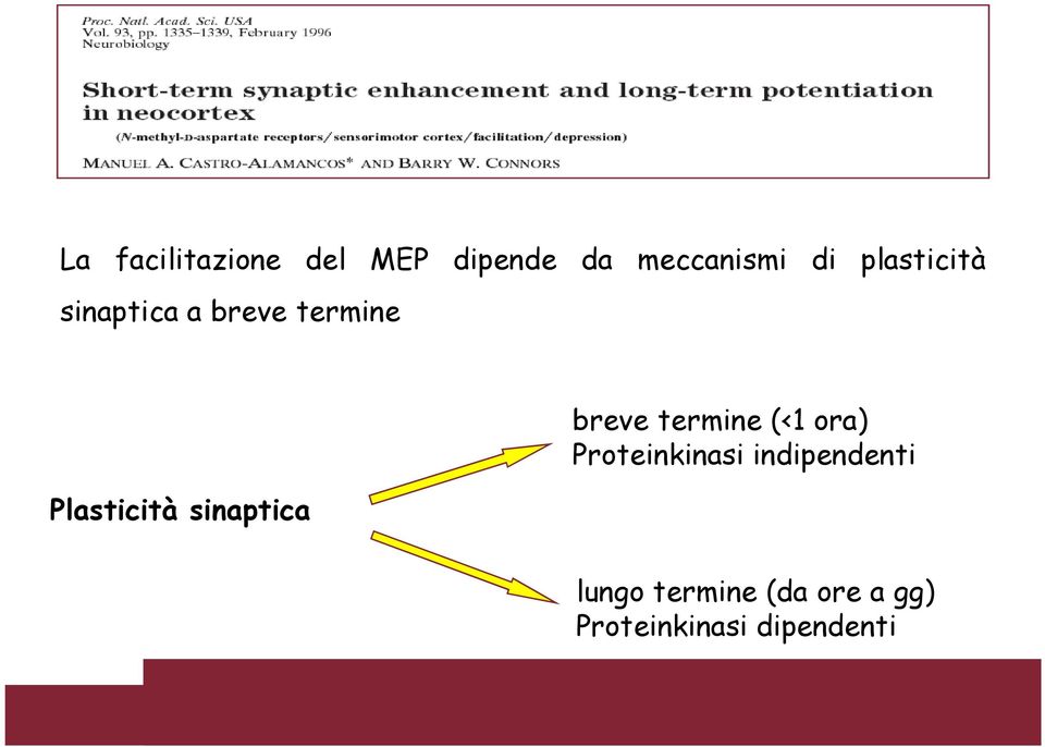 sinaptica breve termine (<1 ora) Proteinkinasi