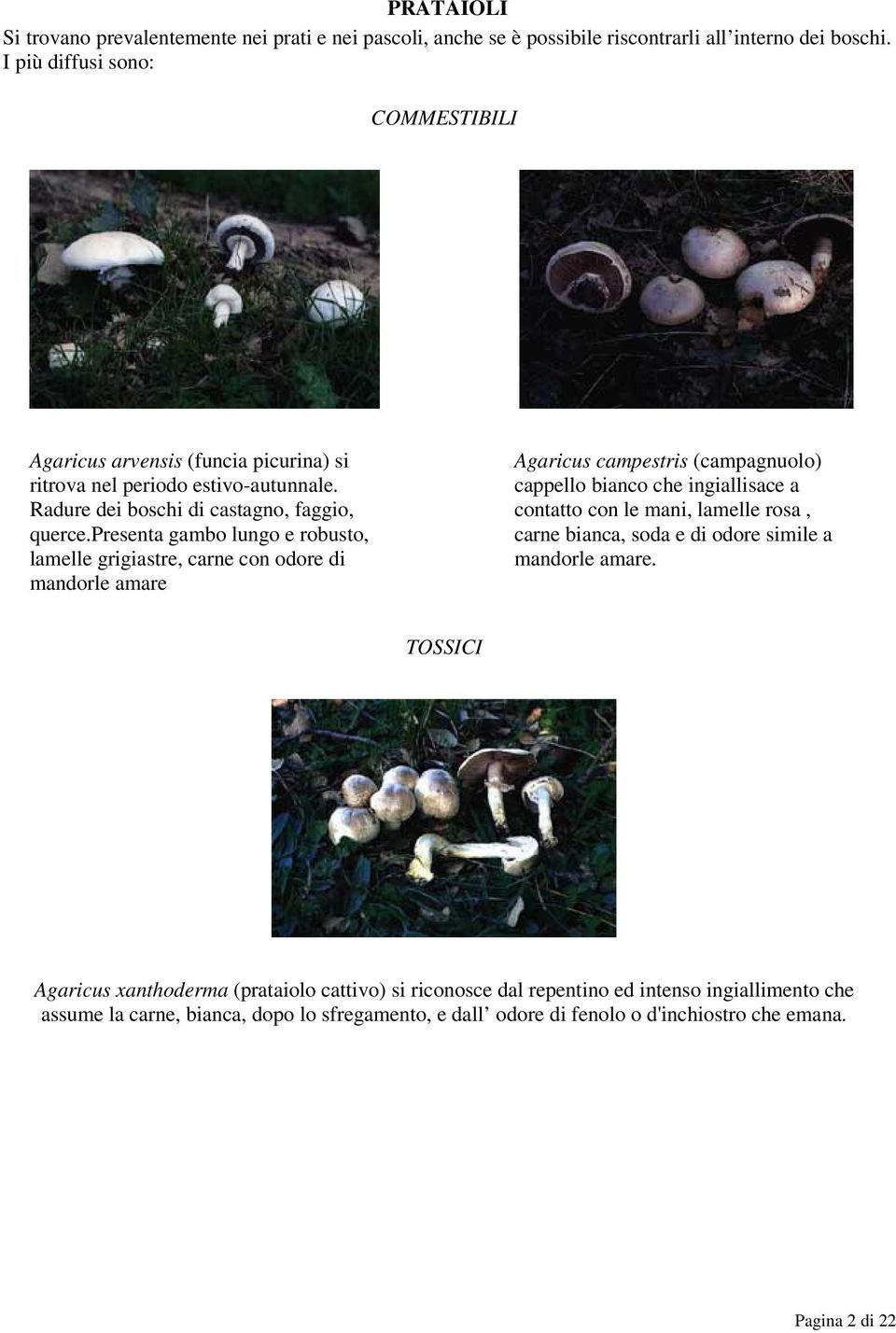 presenta gambo lungo e robusto, lamelle grigiastre, carne con odore di mandorle amare Agaricus campestris (campagnuolo) cappello bianco che ingiallisace a contatto con le mani,