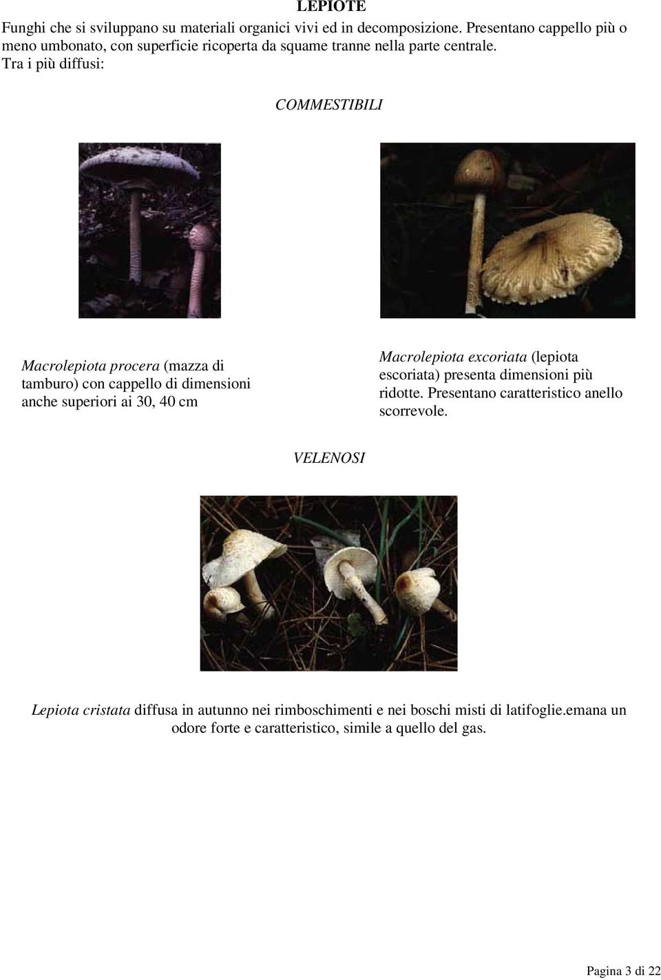 Tra i più diffusi: COMMESTIBILI Macrolepiota procera (mazza di tamburo) con cappello di dimensioni anche superiori ai 30, 40 cm Macrolepiota excoriata