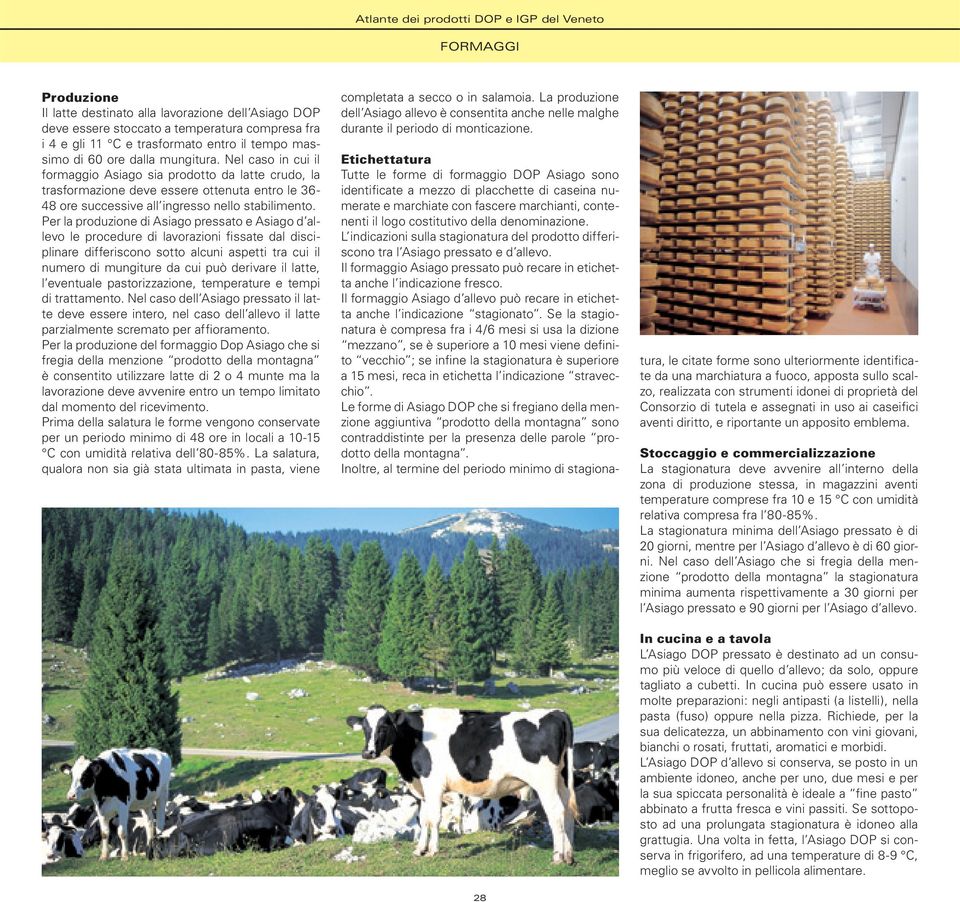 Per la produzione di Asiago pressato e Asiago d allevo le procedure di lavorazioni fissate dal disciplinare differiscono sotto alcuni aspetti tra cui il numero di mungiture da cui può derivare il