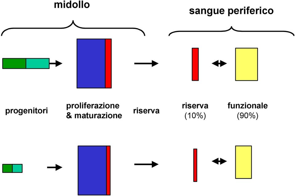 & maturazione riserva