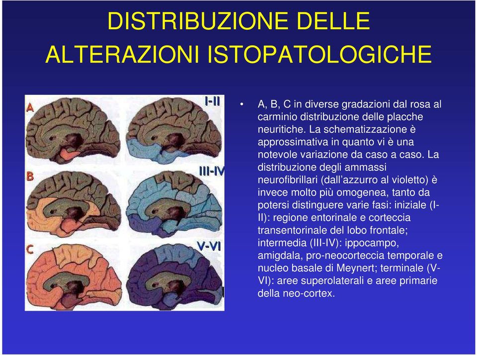 La distribuzione degli ammassi neurofibrillari (dall azzurro al violetto) è invece molto più omogenea, tanto da potersi distinguere varie fasi: iniziale (I-