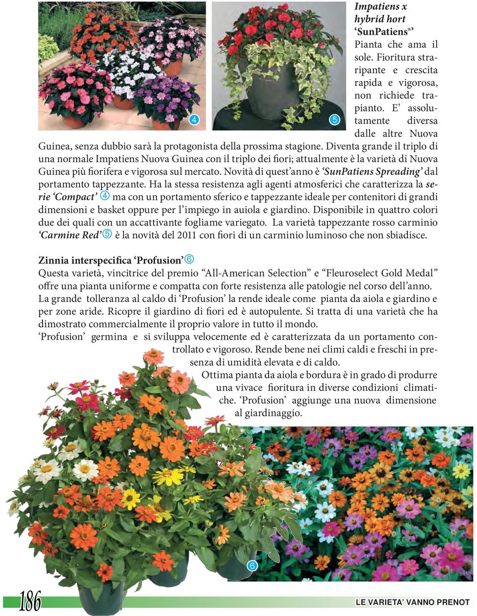 Diventa grande il triplo di una normale Impatiens Nuova Guinea con il triplo dei fiori; attualmente è la varietà di Nuova Guinea più fiorifera e vigorosa sul mercato.