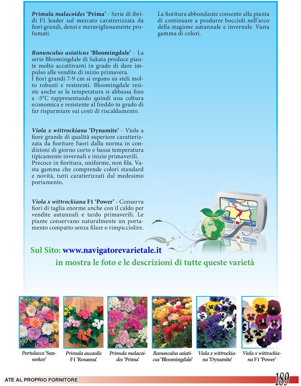 Ranunculus asiaticus Bloomingdale - La serie Bloomingdale di Sakata produce piante molto accattivanti in grado di dare impulso alle vendite di inizio primavera.