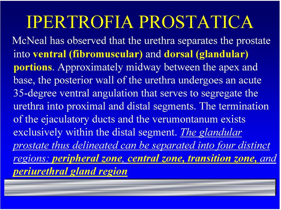 segregate the urethra into proximal and distal segments.