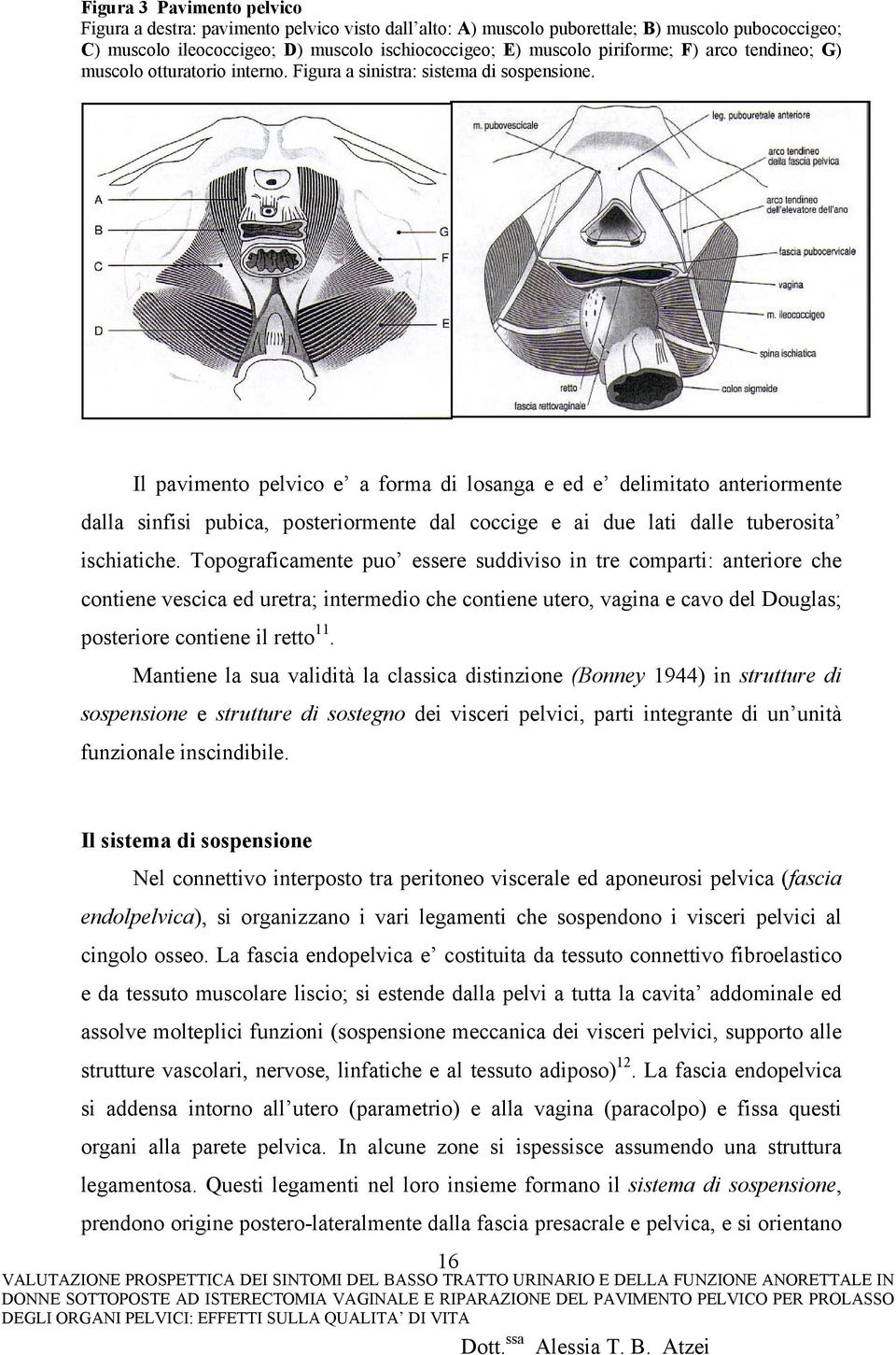 Il pavimento pelvico e a forma di losanga e ed e delimitato anteriormente dalla sinfisi pubica, posteriormente dal coccige e ai due lati dalle tuberosita ischiatiche.