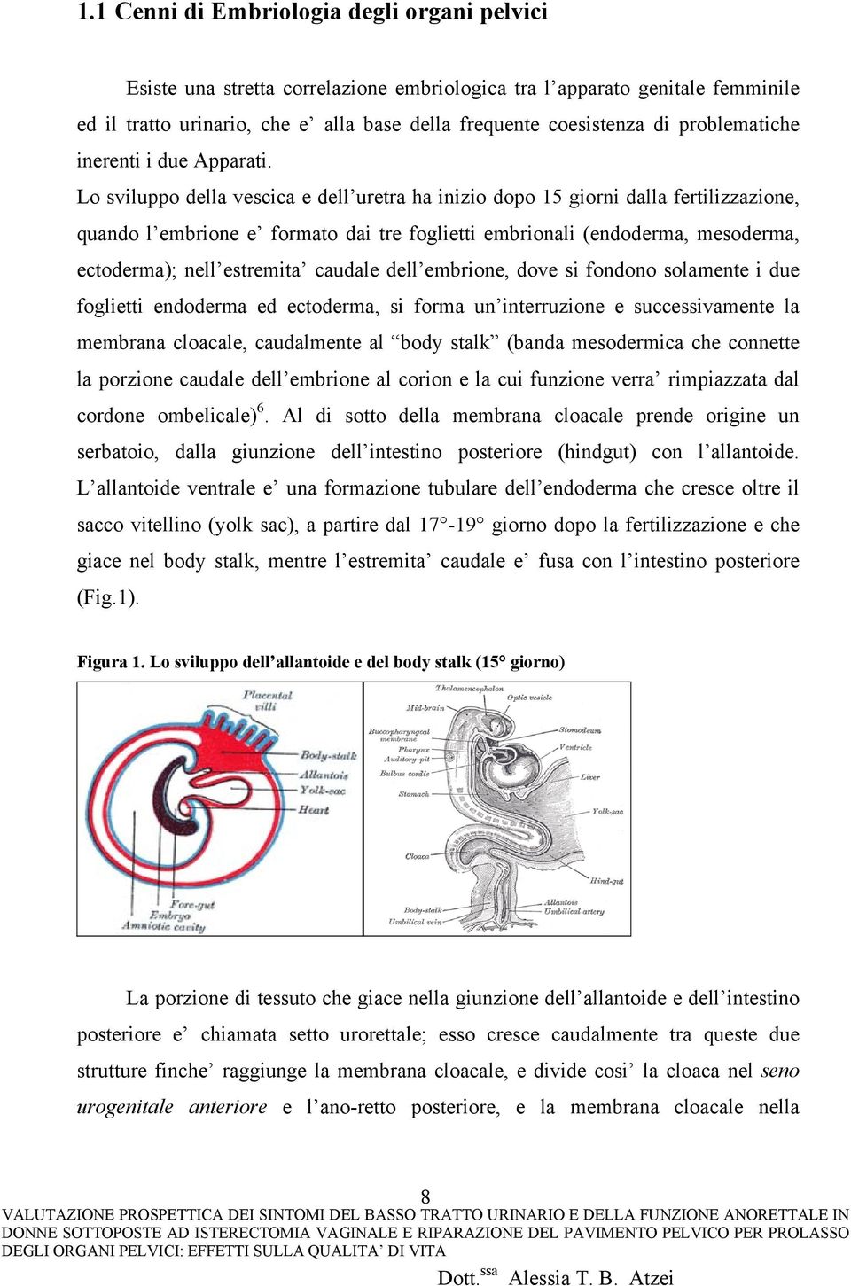 Lo sviluppo della vescica e dell uretra ha inizio dopo 15 giorni dalla fertilizzazione, quando l embrione e formato dai tre foglietti embrionali (endoderma, mesoderma, ectoderma); nell estremita