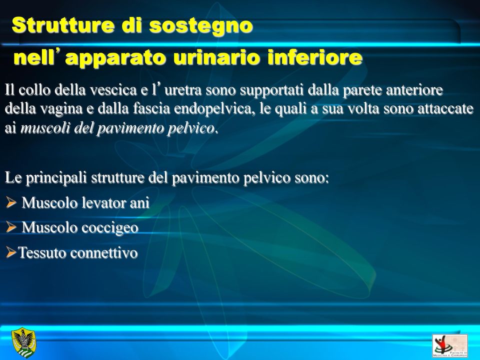 le quali a sua volta sono attaccate ai muscoli del pavimento pelvico.