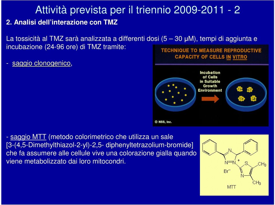 aggiunta e incubazione (24-96 ore) di TMZ tramite: - saggio clonogenico, - saggio MTT (metodo colorimetrico che