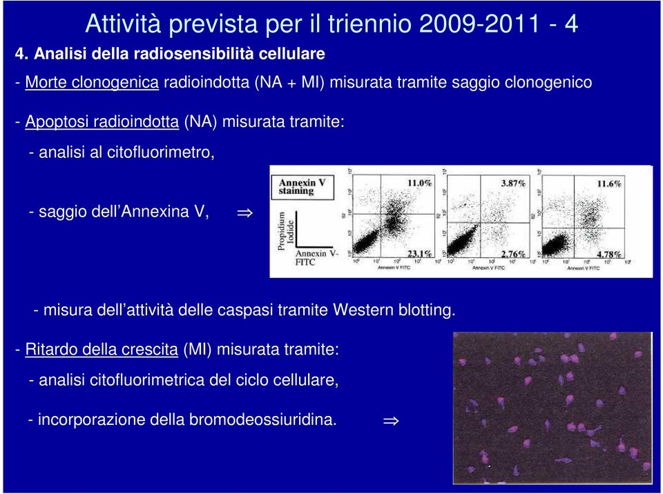 clonogenico - Apoptosi radioindotta (NA) misurata tramite: - analisi al citofluorimetro, - saggio dell Annexina V, -