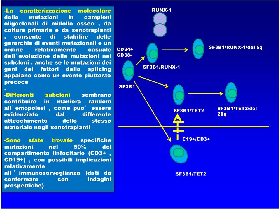 -Differenti subcloni sembrano contribuire in maniera random all emopoiesi, come puo essere evidenziato dal differente attecchimento dello stesso materiale negli xenotrapianti CD34+ CD38- SF3B1 RUNX-1