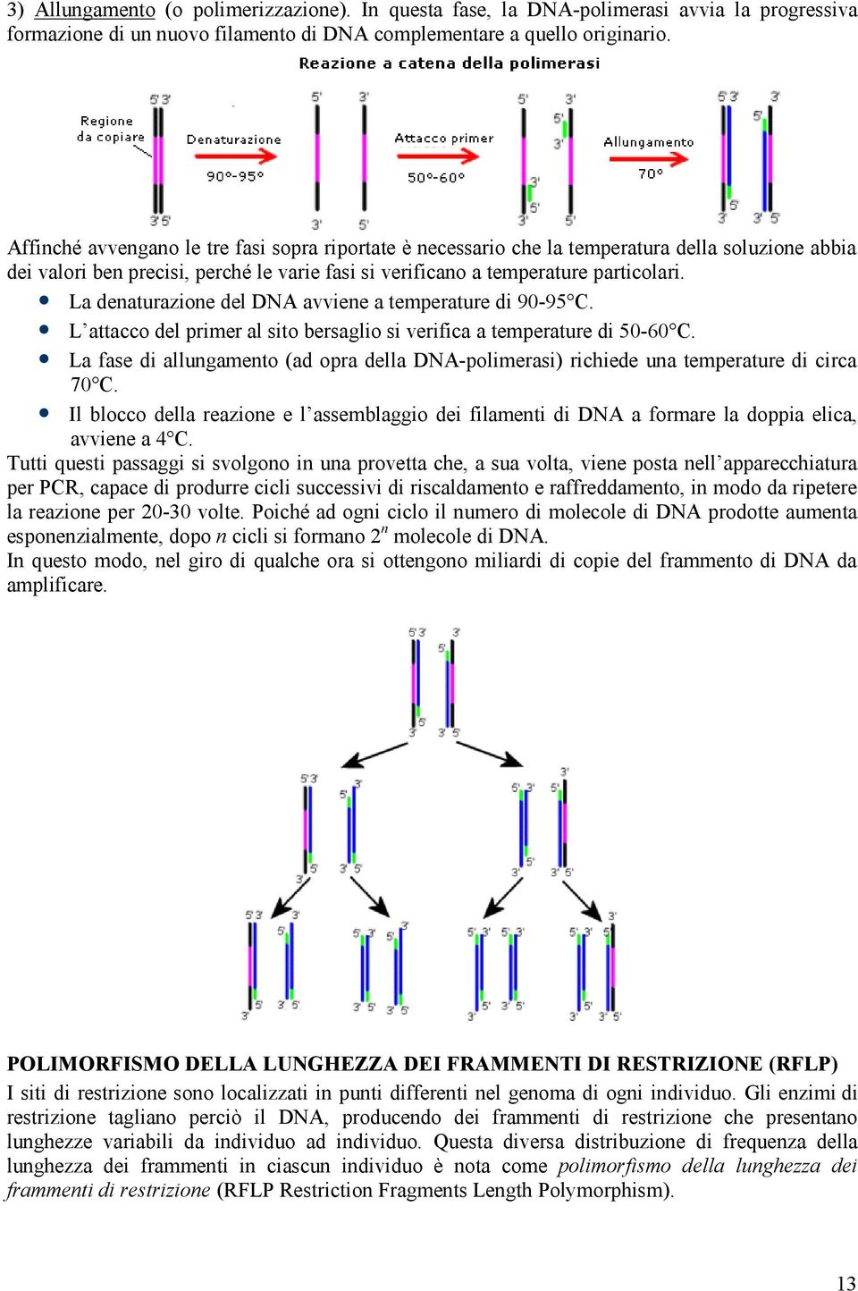 La denaturazione del DNA avviene a temperature di 90-95 C. L attacco del primer al sito bersaglio si verifica a temperature di 50-60 C.