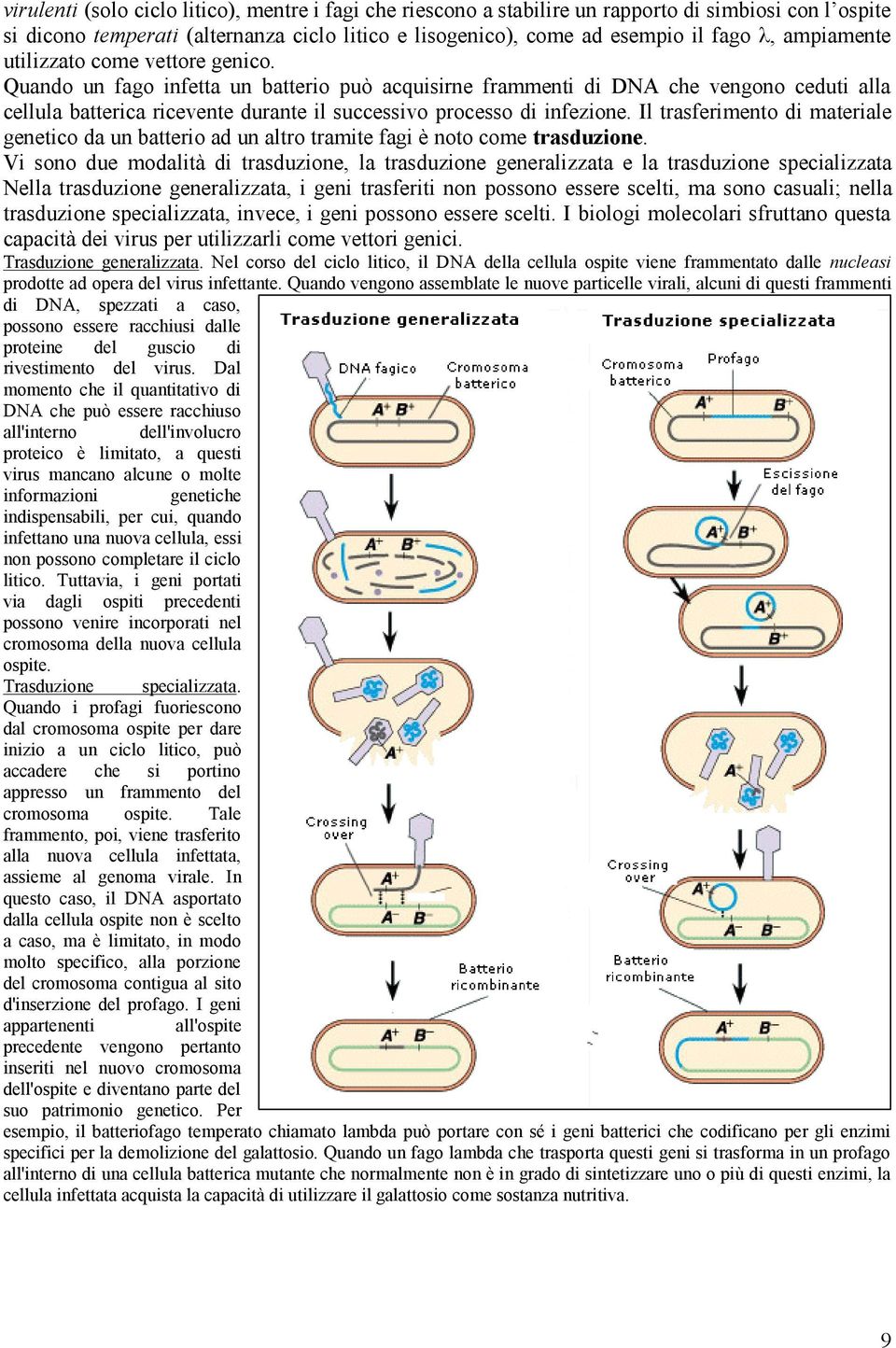 Quando un fago infetta un batterio può acquisirne frammenti di DNA che vengono ceduti alla cellula batterica ricevente durante il successivo processo di infezione.