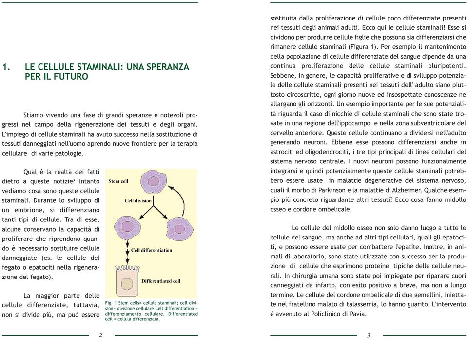 Qual è la realtà dei fatti dietro a queste notizie? Intanto vediamo cosa sono queste cellule staminali. Durante lo sviluppo di un embrione, si differenziano tanti tipi di cellule.