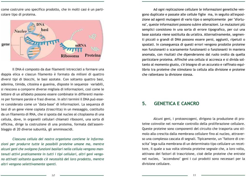 Con soltanto quattro basi, adenina, timida, citosina e guanina, disposte in sequenze variabili, si riescono a comporre diverse migliaia di informazioni, così come le lettere di un alfabeto possono