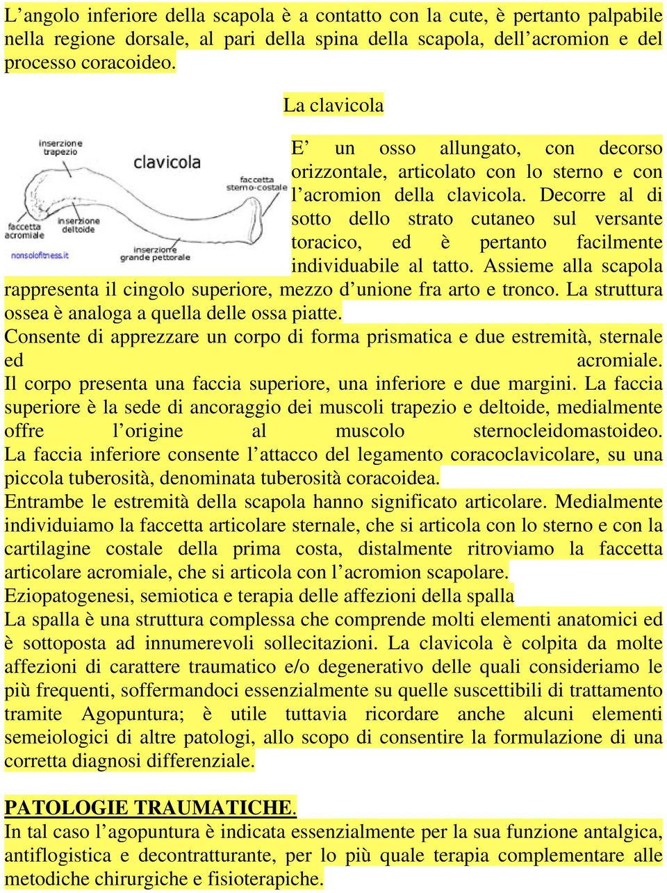 Decorre al di sotto dello strato cutaneo sul versante toracico, ed è pertanto facilmente individuabile al tatto.