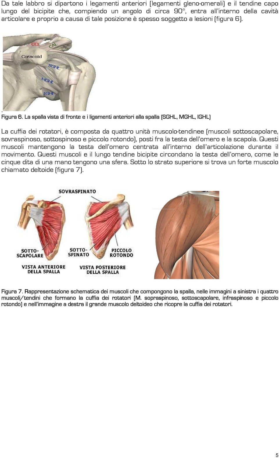 6 La spalla vista di fronte e i ligamenti anteriori alla spalla (SGHL, MGHL, IGHL) La cuffia dei rotatori, è composta da quattro unità muscolo-tendinee (muscoli sottoscapolare, sovraspinoso,