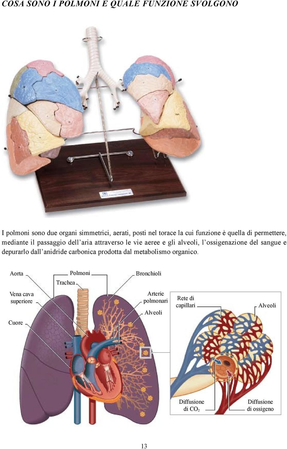 ossigenazione del sangue e depurarlo dall anidride carbonica prodotta dal metabolismo organico.