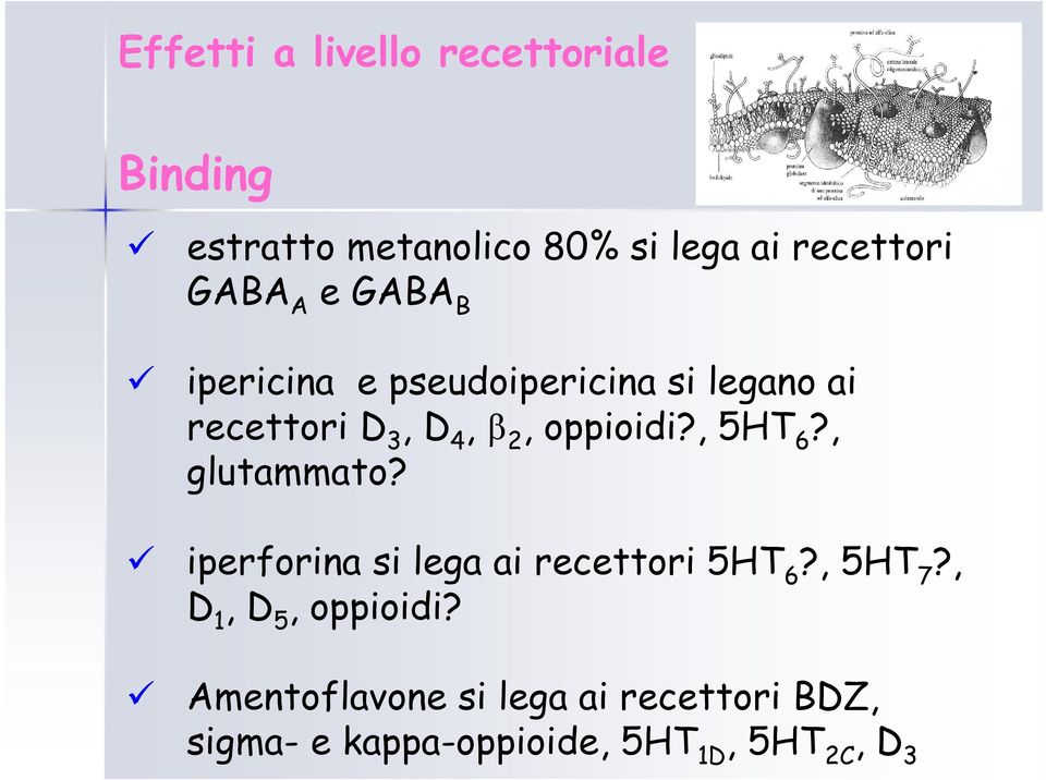 oppioidi?, 5HT 6?, glutammato? iperforina si lega ai recettori 5HT 6?, 5HT 7?