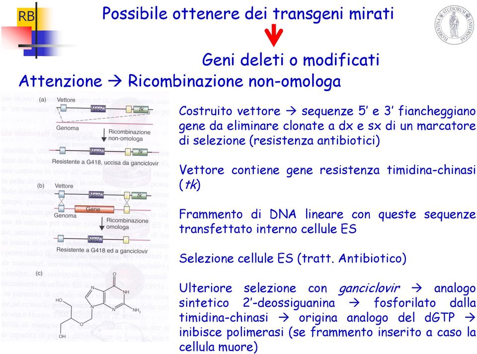 Frammento di DNA lineare con queste sequenze transfettato interno cellule ES Selezione cellule ES (tratt.