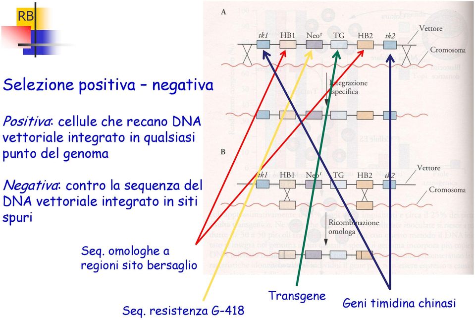 la sequenza del DNA vettoriale integrato in siti spuri Seq.