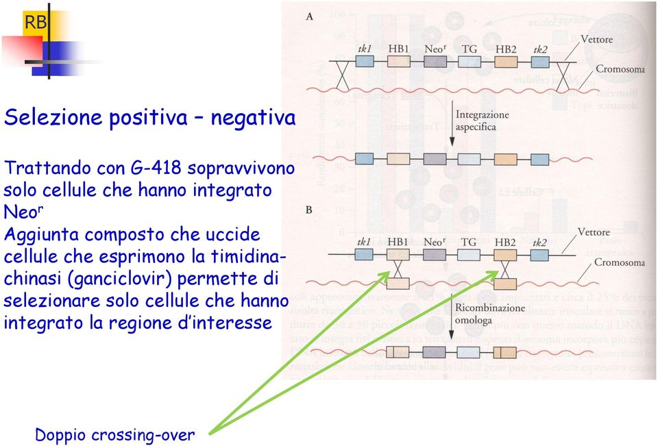 che esprimono la timidinachinasi (ganciclovir) permette di selezionare