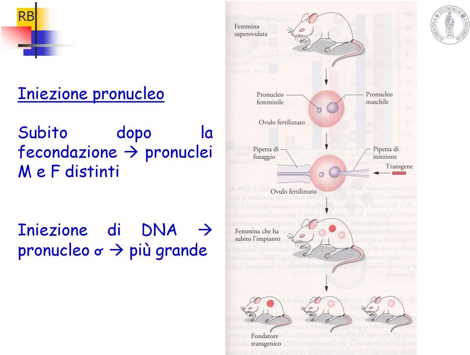 pronuclei M e F distinti