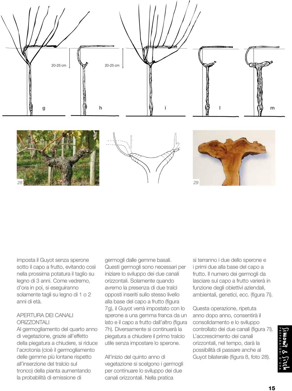 Apertura dei canali orizzontali Al germogliamento del quarto anno di vegetazione, grazie all effetto della piegatura a chiudere, si riduce l acrotonia (cioè il germogliamento delle gemme più lontane