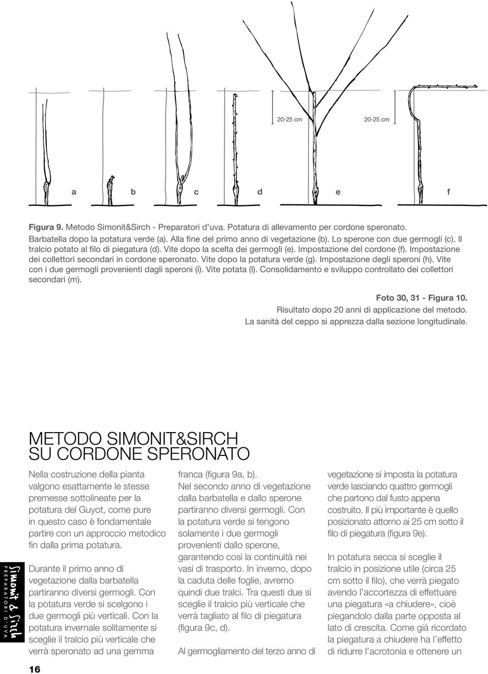 Impostazione dei collettori secondari in cordone speronato. Vite dopo la potatura verde (g). Impostazione degli speroni (h). Vite con i due germogli provenienti dagli speroni (i). Vite potata (l).