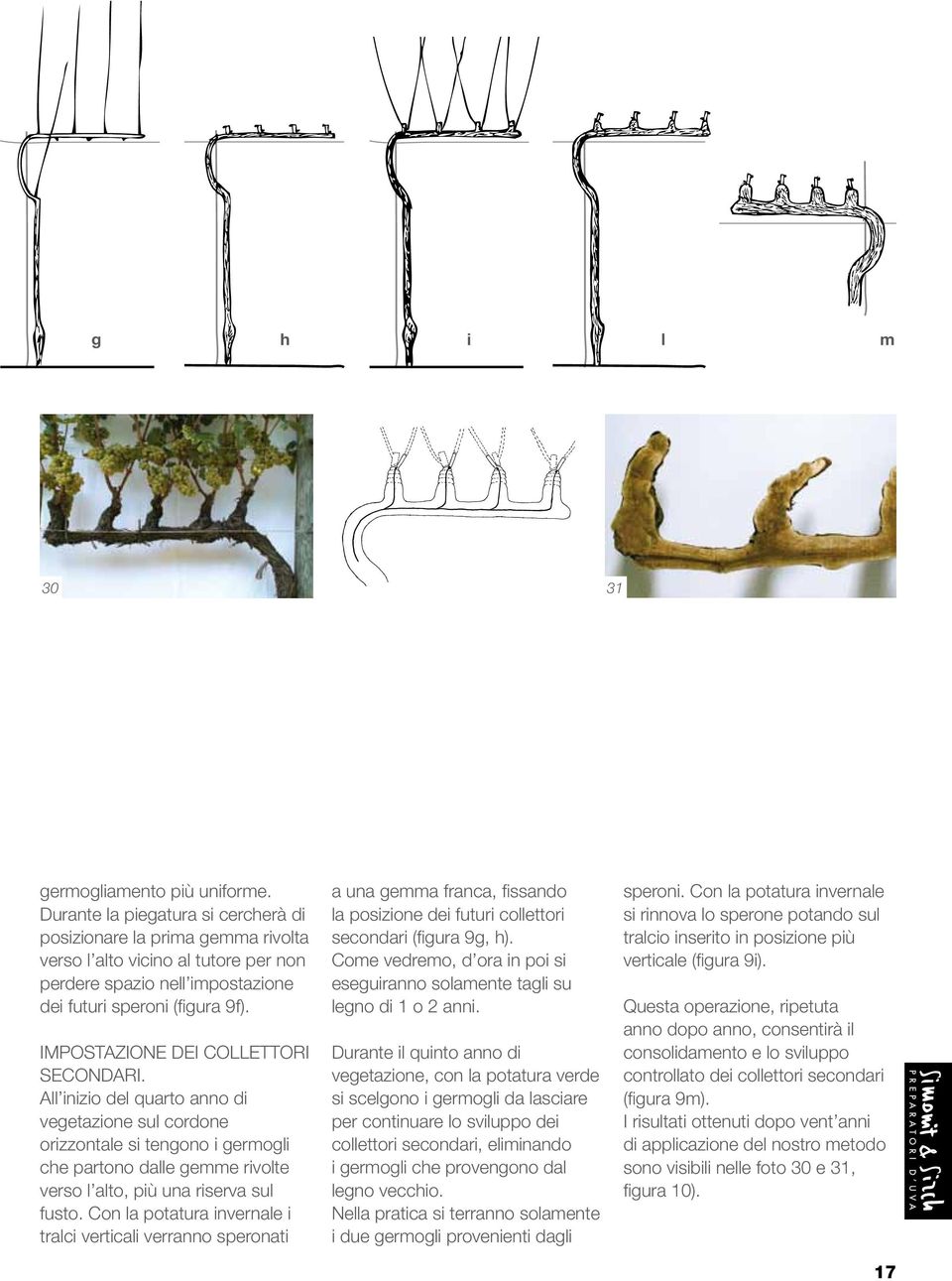 Impostazione dei collettori secondari. All inizio del quarto anno di vegetazione sul cordone orizzontale si tengono i germogli che partono dalle gemme rivolte verso l alto, più una riserva sul fusto.