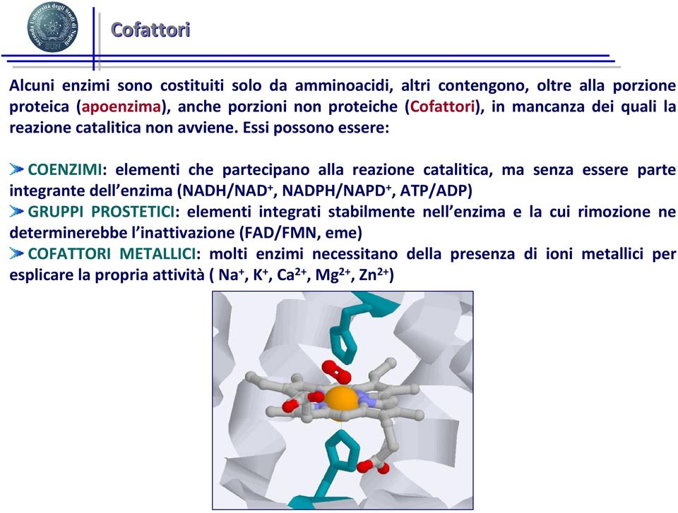 Essi possono essere: COENZIMI: elementi che partecipano alla reazione catalitica, ma senza essere parte integrante dell enzima (NADH/NAD +, NADPH/NAPD +, ATP/ADP)